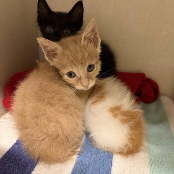 Proton -  Domestic Short Hair Cat for Adoption in San Antonio, Texas - Proton | PetCurious