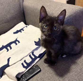 Chloe - KITTEN -  Domestic Short Hair Cat for Adoption in Harrison, New York - Chloe - KITTEN | PetCurious