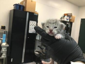 A1920562 -  Domestic Short Hair Cat for Adoption in Thousand Palms, California - A1920562 | PetCurious