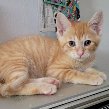 Domestic Short Hair Cats Available for Adoption in Sandy Springs, Georgia - Jinu | PetCurious
