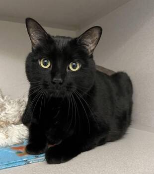 Leo -  Domestic Short Hair Cat Available for Adoption in Stratham, New Hampshire - Leo | PetCurious