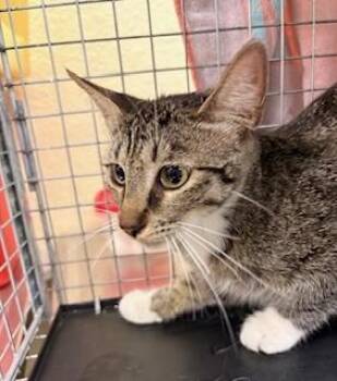 Domestic Short Hair Cats Available for Adoption in Fort Myers, Florida - BETTY | PetCurious