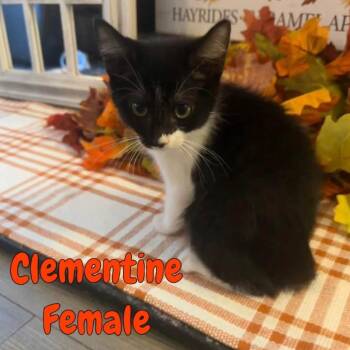Clementine -  Domestic Short Hair Cat for Adoption in Madison, Wisconsin - Clementine | PetCurious
