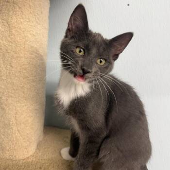 Cozumel -  Domestic Short Hair Cat for Adoption in Pontiac, Illinois - Cozumel | PetCurious