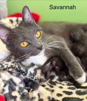 Domestic Short Hair Cats Available for Adoption in Johnson City, Tennessee - Savannah | PetCurious