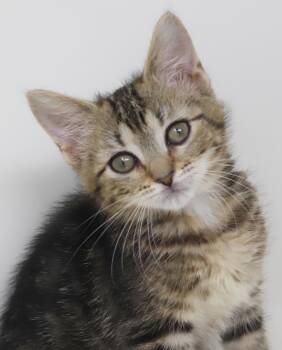 Nala is our princess of purrs - SUPER teeny too -  Tabby and Bengal Cat for Adoption in Bedford Hills, New York - Nala Is Our Princess Of Purrs - SUPER Teeny Too | PetCurious