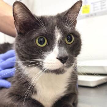 Domestic Short Hair Cats Available for Adoption in Redwood Valley, California - Boomer | PetCurious