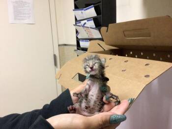 POE POE -  Domestic Short Hair Cat for Adoption in Riverside, California - POE POE | PetCurious