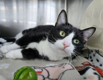 Rescue Domestic Short Hair Cats for Adoption in Wellington, Kansas - Ruby | PetCurious