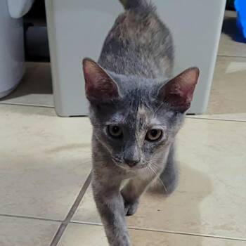 Tulip -  Domestic Short Hair Cat for Adoption in Leander, Texas - Tulip | PetCurious
