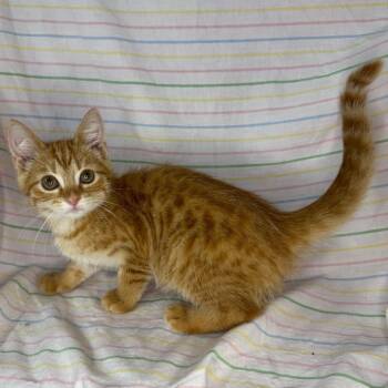 Amber -  Norwegian Forest Cat and Bengal Cat for Adoption in Mount Vernon, Illinois - Amber | PetCurious