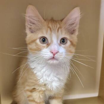 Cavlin -  Domestic Medium Hair Cat for Adoption in Sonora, California - Cavlin | PetCurious