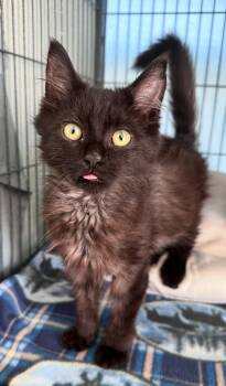 Rescue Bombay and Maine Coon Cats for Adoption in Mount Vernon, Illinois - Frankenpaw | PetCurious