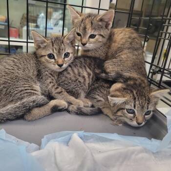 Leclerc -  Domestic Short Hair Cat for Adoption in Westminster, California - Leclerc | PetCurious