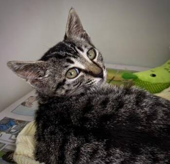 1177-26 -  Domestic Short Hair Cat for Adoption in Cumming, Georgia - 1177-26 | PetCurious