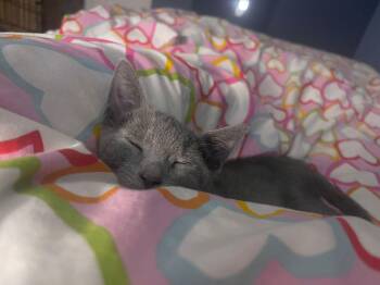 Rescue Russian Blue and Tabby Cats for Adoption in Quail Heights, Florida - Wegovy & Tom | PetCurious