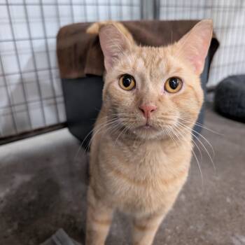 Badminton -  Domestic Short Hair Cat for Adoption in Columbus, Ohio - Badminton | PetCurious