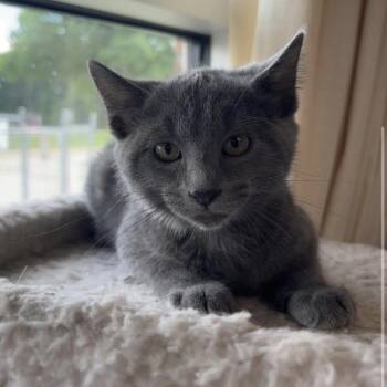 Oscar -  Domestic Long Hair Cat for Adoption in Kansas City, Missouri - Oscar | PetCurious