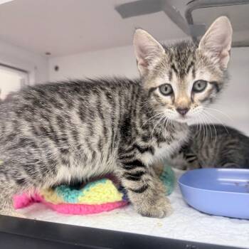 Domestic Short Hair Cats Available for Adoption in Jupiter, Florida - Angelica | PetCurious