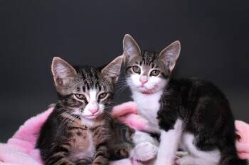 Rescue Domestic Short Hair Cats for Adoption in Fort Lauderdale, Florida - MELINDA | PetCurious