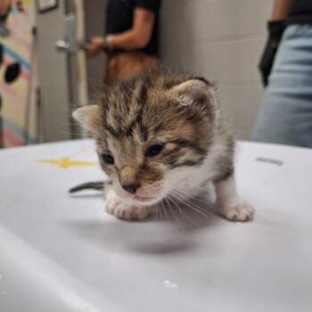 Corbett -  American Shorthair Cat for Adoption in Lufkin, Texas - Corbett | PetCurious
