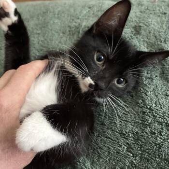 ROLAND N. - Confident and Cuddly -  Domestic Short Hair Cat for Adoption in New York, New York - ROLAND N. - Confident And Cuddly | PetCurious