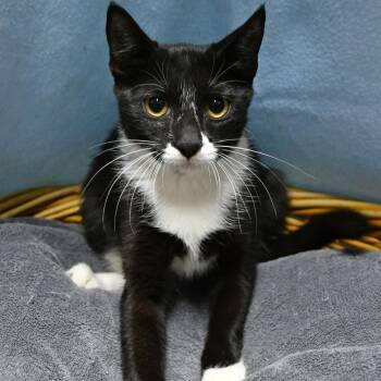 Kimchi -  Domestic Short Hair Cat for Adoption in Beaumont, Texas - Kimchi | PetCurious