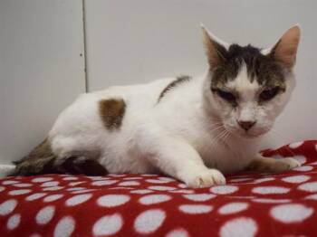 Domestic Short Hair Cats Available for Adoption in Sacramento, California - CISCO | PetCurious
