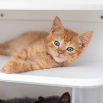 Toe -  Domestic Short Hair Cat for Adoption in New York, New York - Toe | PetCurious