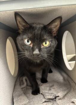 Licorice - I am at Petsmart Framingham -  Domestic Short Hair Cat for Adoption in East Brookfield, Massachusetts - Licorice - I Am At Petsmart Framingham | PetCurious