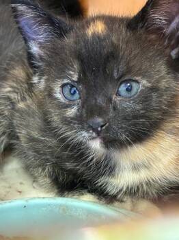 TESSA -  Domestic Short Hair Cat for Adoption in Palmetto, Florida - TESSA | PetCurious