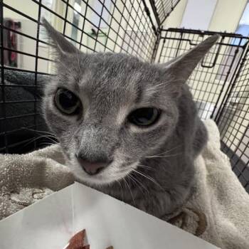 Meemaw -  Domestic Short Hair Cat for Adoption in Chicago, Illinois - Meemaw | PetCurious