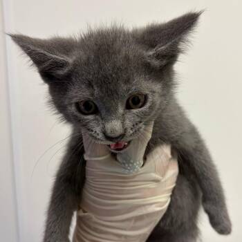 Grayson -  Domestic Short Hair Cat for Adoption in Nashville, Tennessee - Grayson | PetCurious