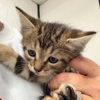 Domestic Short Hair Cats Available for Adoption in Lake Jackson, Texas - Jill | PetCurious