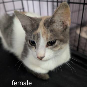 Damselfly -  Domestic Short Hair Cat for Adoption in West Plains, Missouri - Damselfly | PetCurious