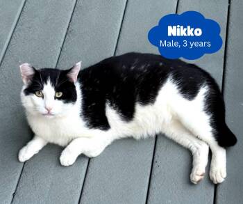 Rescue Domestic Short Hair Cats for Adoption in Newburgh, New York - Nikko | PetCurious