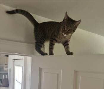 Charlee Zoomee -  Domestic Short Hair and Tabby Cat for Adoption in Chandler, Arizona - Charlee Zoomee | PetCurious