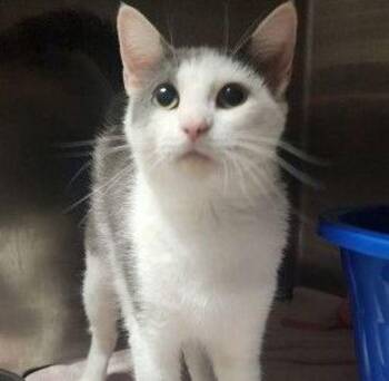 Cinderella -  Domestic Short Hair Cat for Adoption in Stratham, New Hampshire - Cinderella | PetCurious