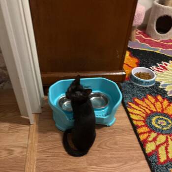 Meteor -  Domestic Short Hair Cat for Adoption in Gainesville, Florida - Meteor | PetCurious