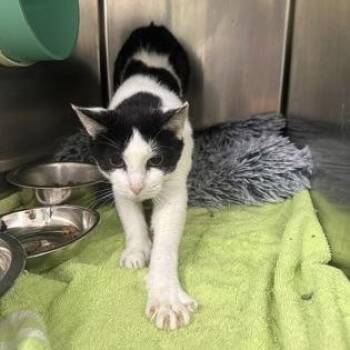 Mama -  Domestic Short Hair Cat for Adoption in Athens, Georgia - Mama | PetCurious