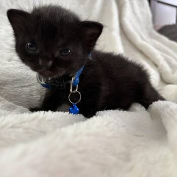 Rescue Domestic Short Hair Cats for Adoption in Columbus, Ohio - Phoebe | PetCurious