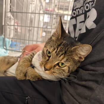 Closing Time -  Domestic Short Hair Cat for Adoption in Mentor, Ohio - Closing Time | PetCurious