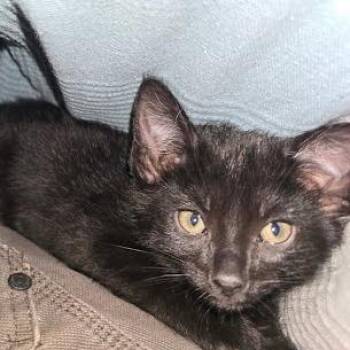 Domestic Short Hair Cats Available for Adoption in Knoxville, Tennessee - Stapler | PetCurious