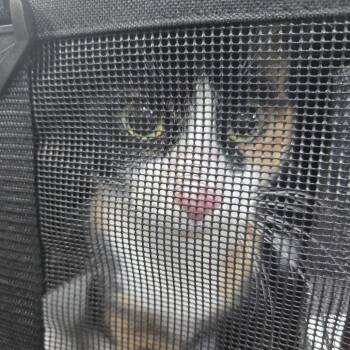 Juna -  Domestic Short Hair Cat for Adoption in Newark, New Jersey - Juna | PetCurious