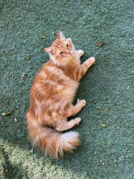 Rescue Maine Coon Cats for Adoption in Brampton, Ontario - Aiden | PetCurious