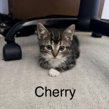 Cherry -  Domestic Short Hair Cat for Adoption in Ferndale, Michigan - Cherry | PetCurious