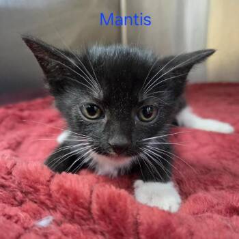 Mantis -  Domestic Short Hair Cat for Adoption in Windsor, Virginia - Mantis | PetCurious