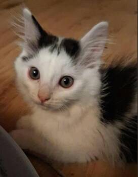 Warwick -  Domestic Medium Hair Cat for Adoption in Battle Creek, Michigan - Warwick | PetCurious