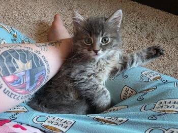 Domestic Medium Hair Cats Available for Adoption in Vancouver, Washington - Ruffnut | PetCurious