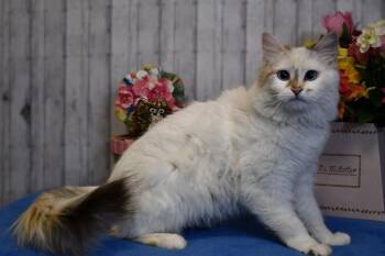Venetia -  Domestic Long Hair and Siamese Cat Available for Adoption in Roanoke, Texas - Venetia | PetCurious